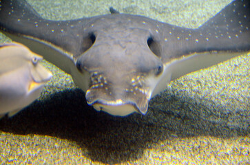 エイの顔 © ふわしん