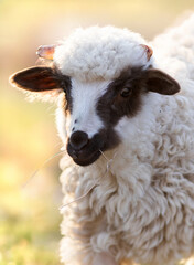 Naklejka premium cute little lamb grazing on meadow