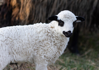 Naklejka premium cute little lamb grazing on meadow