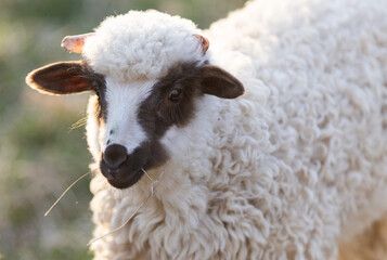 Naklejka premium cute little lamb grazing on meadow
