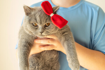Domestic animals. British cat in the hands of a child. © Iryna