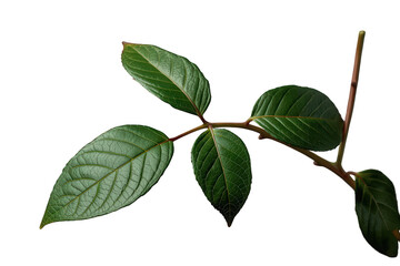 Fototapeta premium Green plant branch with fresh leaves on transparent background symbolizing growth and nature ecology