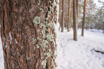 Obraz premium A close-up view of a pine tree trunk covered with patches of light green lichen
