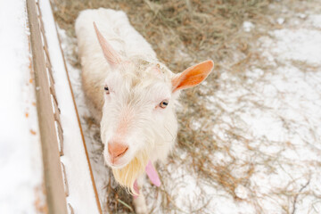 Obraz premium Cute goats stand in the outdoor pen in winter on the farm