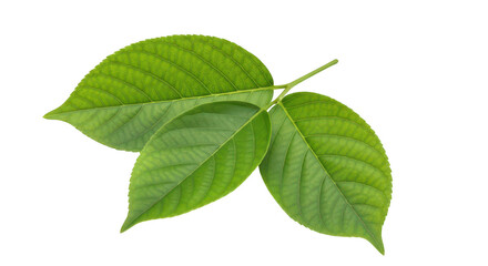 Fototapeta premium Fresh green maple leaves with vibrant texture and delicate veins isolated on transparent background