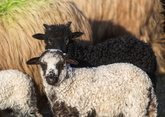 Naklejka premium cute little lamb grazing on meadow