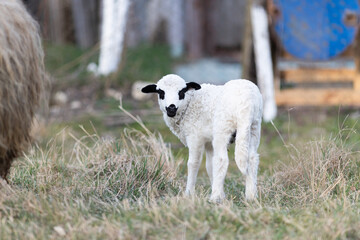 Fototapeta premium cute little lamb grazing on meadow