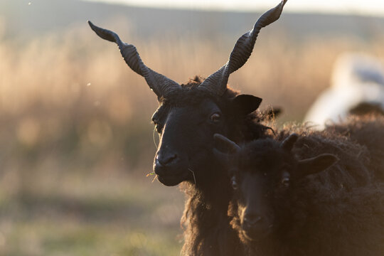 hungarian racka sheep grazing on meadow