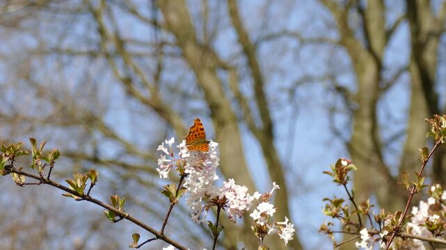 Comma butterfly (Polygonia c-album) moving around on a white flower in Zurich, Switzerland