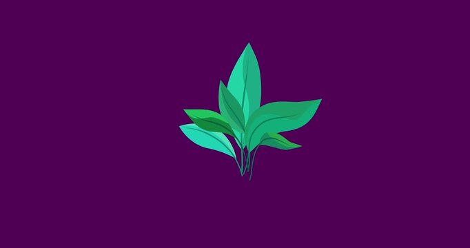 Cartoon houseplant for pot isolated growing. Business style house or office interior plant flower grow explainer. Flat vector simple business style infographic seamless loop animation 4k video.