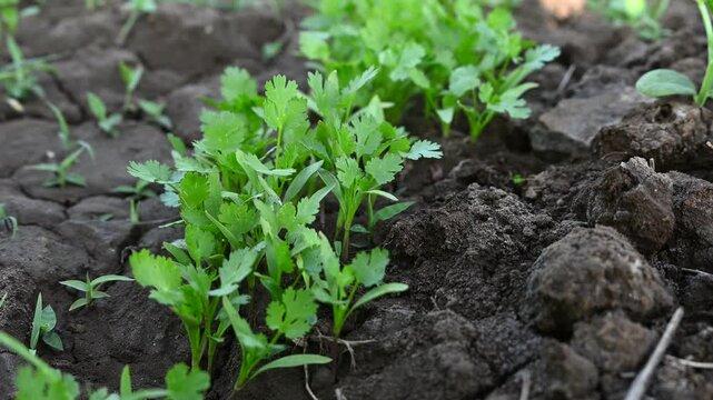 Cilantro Sprouting Cilantro Sprout Images – Browse 11,135 Stock Photos, Vectors, and Video ...