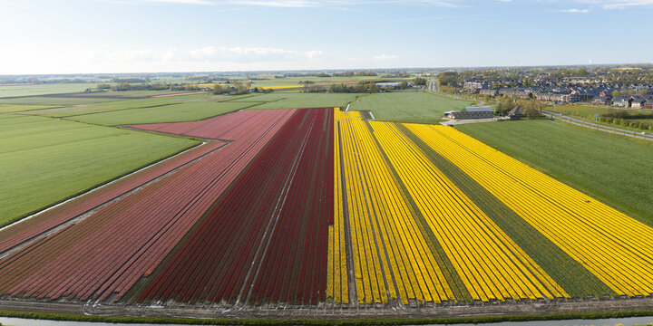 Aerial view of vibrant tulip fields paint the landscape in contrasting hues of red and yellow against a backdrop of lush green fields, Lisse, Netherlands.