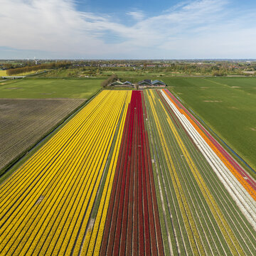 Aerial view of vibrant tulip fields stretch in colorful stripes across the landscape, a patchwork of reds, yellows, and whites, Lisse, Netherlands.