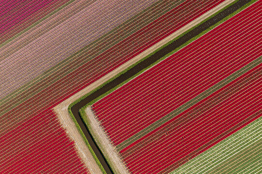 Aerial view of vivid tulip fields striped in shades of red and green, intersected by a dark canal, Lisse, Netherlands.