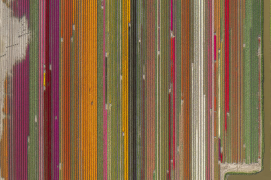 Aerial view of vibrant tulip fields paint the landscape with stripes of scarlet, gold, and amethyst, a floral tapestry stretching as far as the eye can see, Lisse, Netherlands.