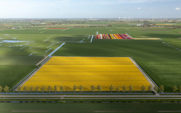 Aerial view of vibrant tulip fields paint the landscape in bold strokes of yellow, red, and pink, contrasting with the lush green fields and clear blue skies, Lisse, Netherlands.