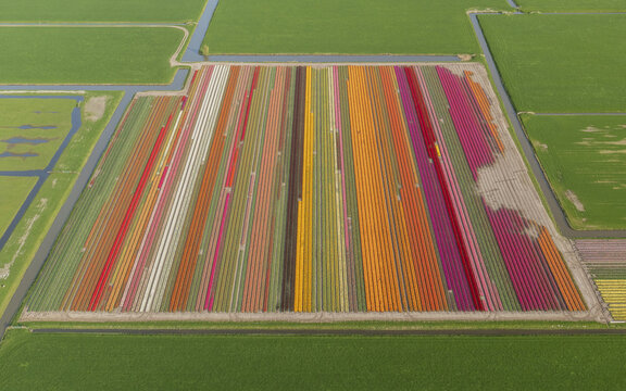 Aerial view of vibrant tulip fields exploding with color, a mosaic of nature's artistry in full bloom, Lisse, Netherlands.