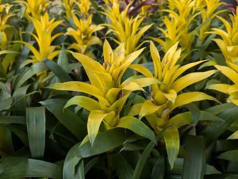Yellow flowers of Guzmania lingulata