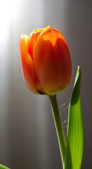 Naklejka premium Fresh tulip flower during annual spring tulip festival
