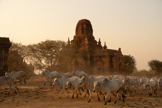 View of a herd of white cows moving across the dry, dusty plains toward an ancient brick temple under a hazy, golden sky, Old Bagan, Mandalay Region, Myanmar.