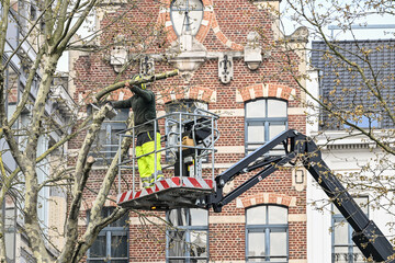 Elagage arbre en hauteur 