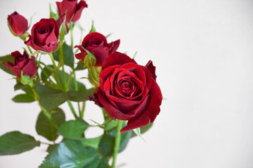 Fototapeta premium 赤い薔薇