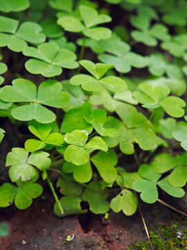 Close-up of fresh green wood sorrel (Oxalis corniculata) leaves growing on the ground.