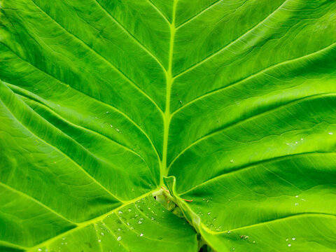 Elephant ear taro leaf surface with morning dew droplets. Macro close up of vibrant green tropical leaf texture with water drops. Close up of green leaf veins pattern with water drops.