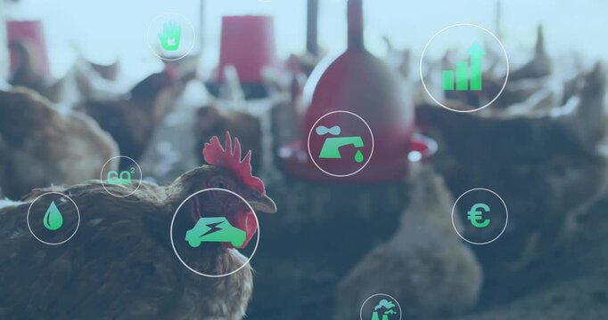 Hen turning on poultry farm data driving CO2 water chart icons pulsing around feeder tracking yield