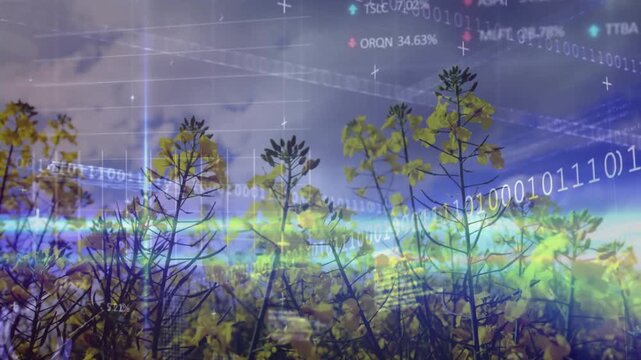 Vertical video: Fading digital overlays sliding above yellow blooms in meadow, mapping crop growth
