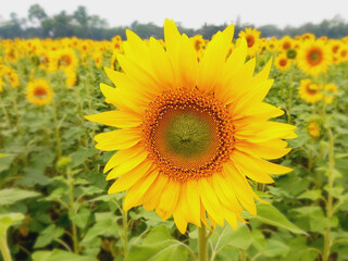 Fototapeta premium Close-up of a bright yellow sunflower in a field. 