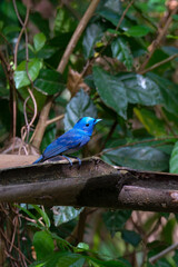 Obraz premium blue bird