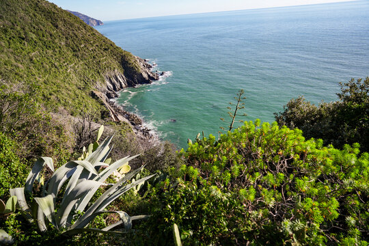 View of the rugged coastline where lush green vegetation meets the turquoise sea in Cinque Terre National Park, Vernazza, Liguria, Italy.