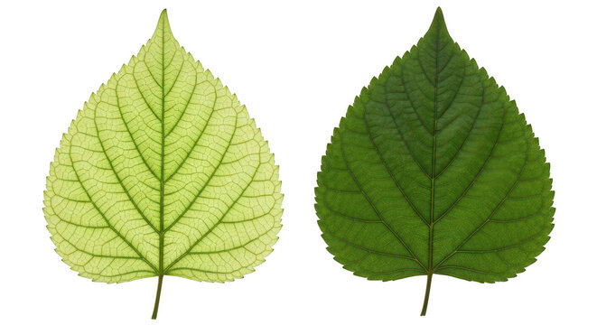 Two green maple leaves displayed side by side with slight variations in shape and vein pattern isolated on transparent background