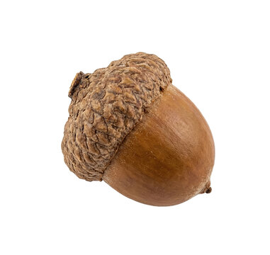 Dried oak acorn with textured cap isolated on black background