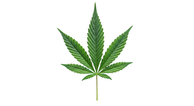 A stylized green cannabis leaf with pointed serrated edges and a central stem isolated on transparent background
