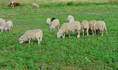 Obraz premium Flock of Sheep Grazing in a Green Pasture copy space