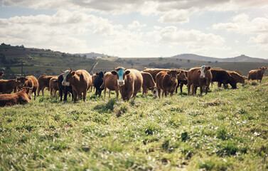 Naklejka premium Agriculture, animals and herd of cattle in field for meat production, pasture grazing or free range. Agro livestock, ranch and cow farming in countryside for pastoral beef trade, farmland or ecology
