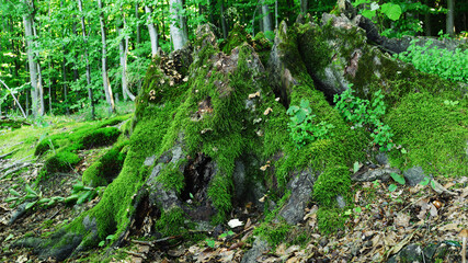 Obraz premium Beautiful wild macro landscape with a stump in green moss.