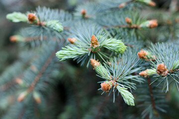 Fototapeta premium Growing coniferous branch