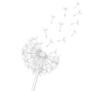 A dandelion clock releasing its seeds into the air. PNG, isolated on white background