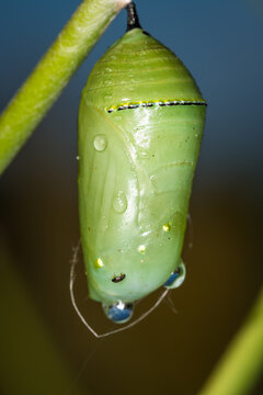 closeup of a monarch chrysalis on swan plant