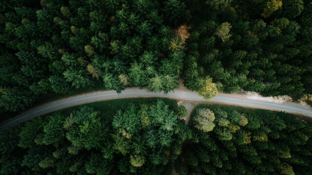 Aerial view of a winding road cutting through a dense forest, a pathway of light amidst dark green canopy, Vrnjacka Banja, Raska District, Serbia.