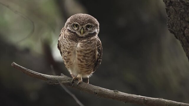 Subtle feather patterns visible clearly within tranquil shaded woodland environment