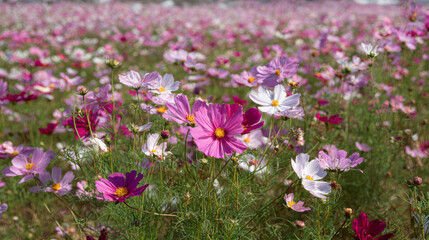 Fototapeta premium Field of cosmos flower