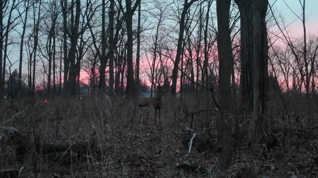 A deer in a forest preserve at sunset as the sky glows pink.