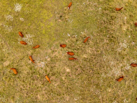 Aerial view of cattle graze peacefully on golden grasslands dotted with pale patches, a tapestry of textures under the Drakensberg foothills, Harrismith, Free State, South Africa.
