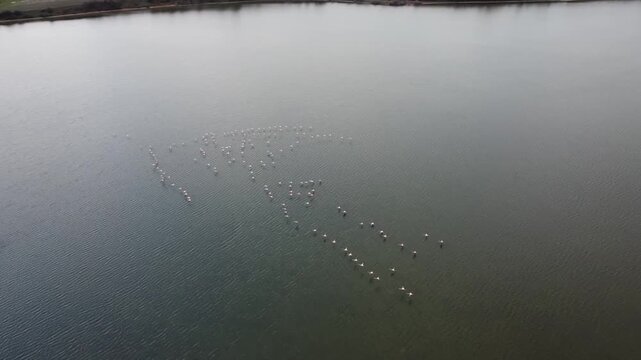Cinematic top-down drone shot of a flock of flamingos in the Porto Lagos wetlands. High-angle view showing the birds forming a unique pattern in the calm lagoon waters. Ideal for nature films.