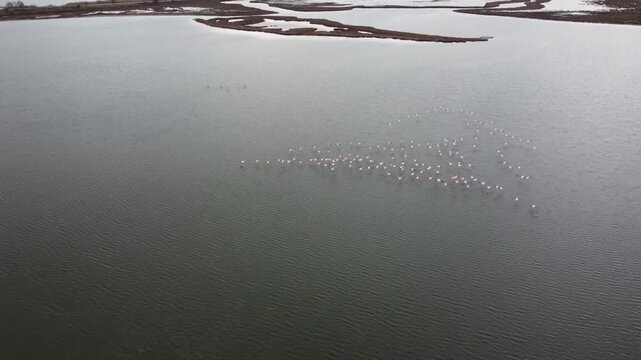 Cinematic high-angle drone shot of a large flock of flamingos in Porto Lagos wetlands. Birds forming a geometric pattern on the calm water surface. Ideal for nature and wildlife documentaries.