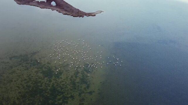 Cinematic high-angle drone shot of a flamingo flock in the shallow waters of Porto Lagos. Detailed view of birds resting in the Vistonis lagoon ecosystem. Ideal for nature and wildlife films.